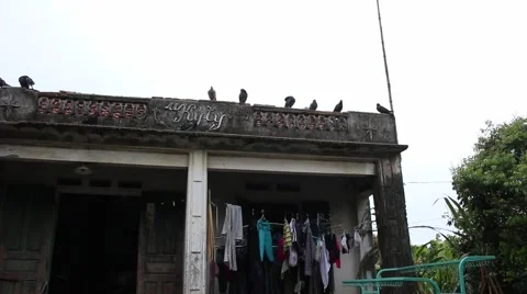 Dove in flight Stock Footage 49698946