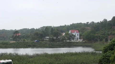 Dove in flight Stock Footage 49699508