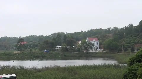 Dove in flight Stock Footage 49699737