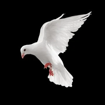 Dove in flight Stock Photos