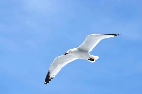 Dove in flight Stock Photos