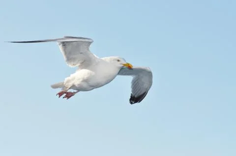 Dove in flight Stock Photos