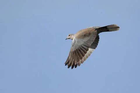 Dove in flight Stock Photos