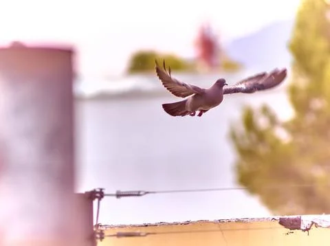 Dove in flight Foto stock