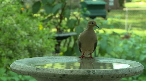 Dove in Flight to water Stock Footage 49700614