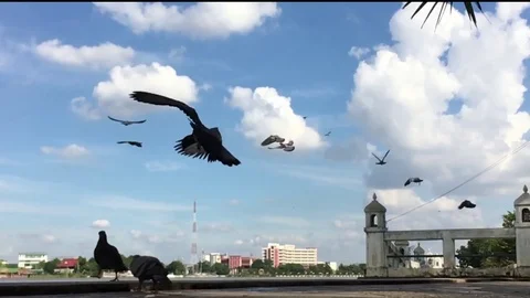 Dove FLY Video stock 82358473