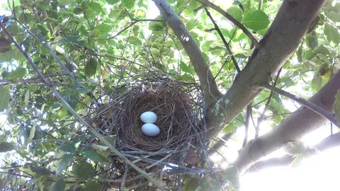 Dove fly-in to Scrubjay nest with eggs Stock Footage 78247425