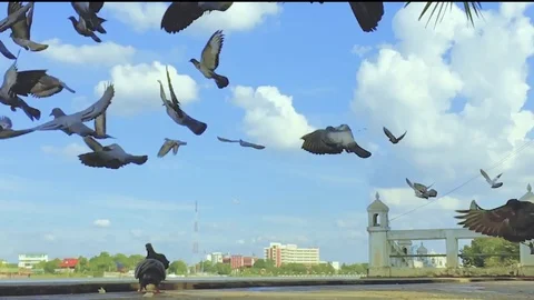 Dove fly Slow Slow Motion Video stock 82358544