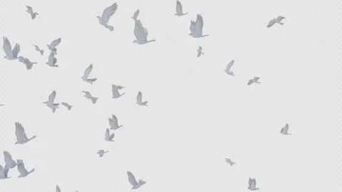 Dove Flying on Alpha Stock Footage 279212067