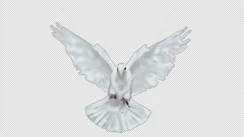Dove Flying Animation Stock Footage 255099849