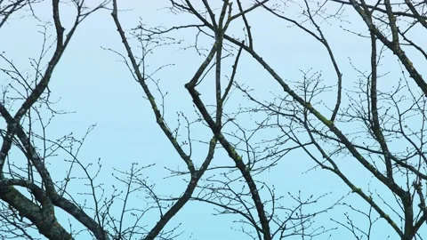 A Dove Flying Away From A Branch. Stock Footage 201008905