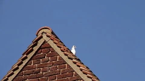 Dove Flying Away - Close Up Vídeo Stock 53898415