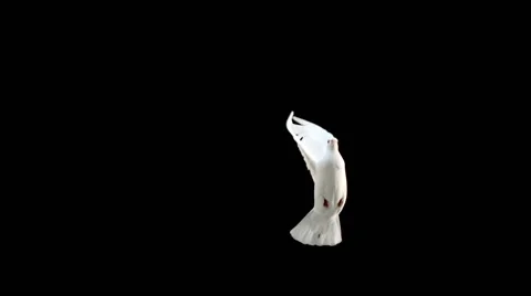 Dove flying on black background Stock Footage 57629953