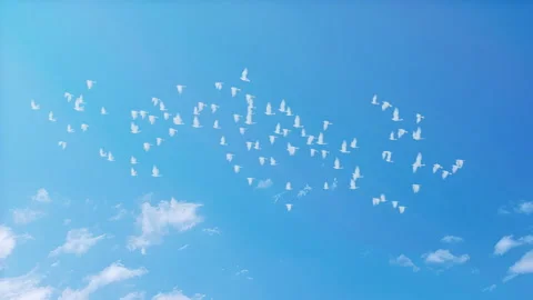 Dove Flying on Blue Sky Stock Footage 279640111