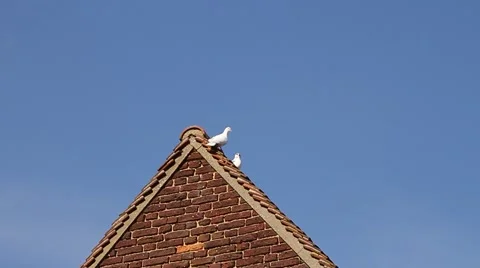 Dove Flying Off Building Vídeo Stock 53898419