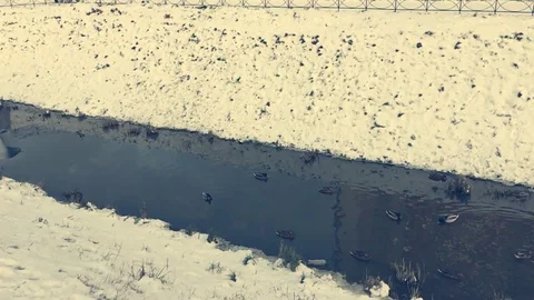 Dove flying over the river. Winter Video stock 83277370