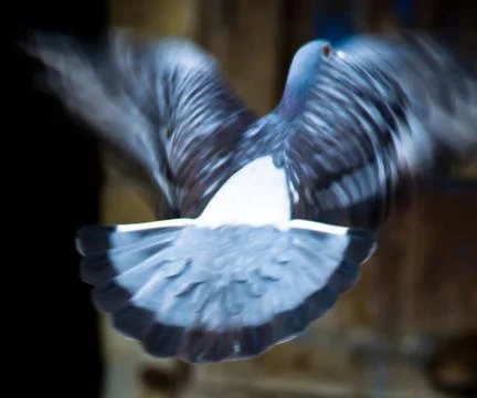 Dove flying Stock Photos