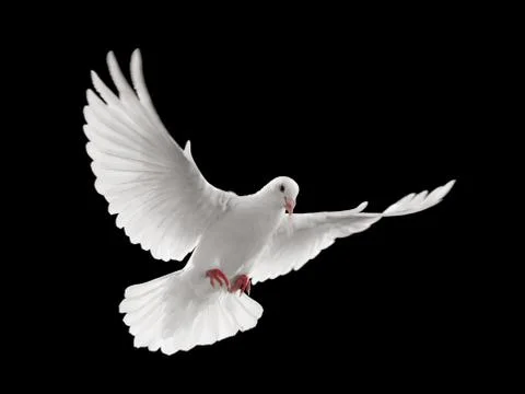 Dove flying Stock Photos
