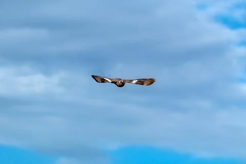 A dove flying Фото