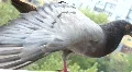 Dove HD Footage