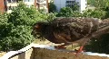 Dove HD Footage