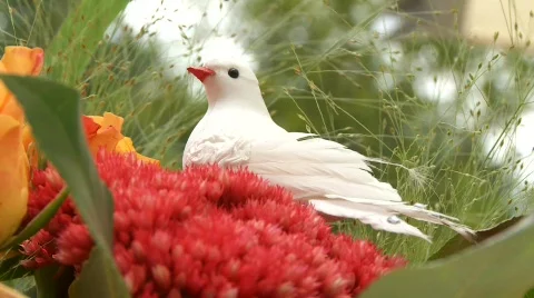 Dove Video stock 586407