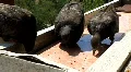 Dove HD Footage
