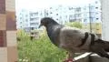 Dove HD Footage