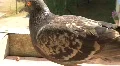 Dove HD Footage