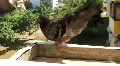 Dove HD Footage