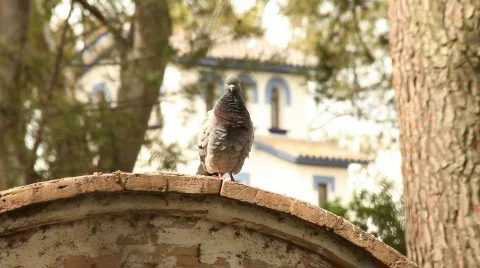 Dove 스톡 동영상 731645