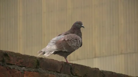 Dove Stock-Footage 2258601