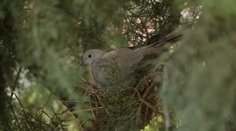 Dove Stock Footage 10734328