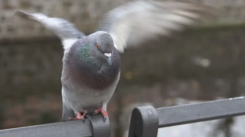 Dove Vídeo Stock 34385900