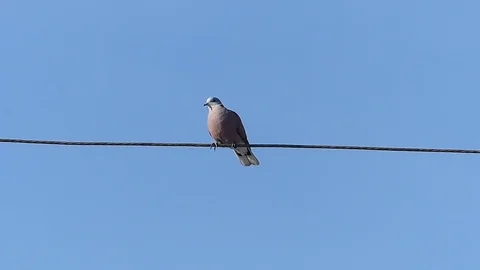 Dove Stock Footage 83152654