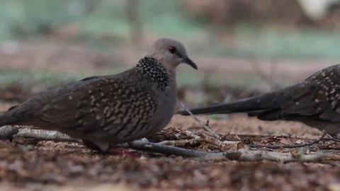 Dove Stock Footage 103478933