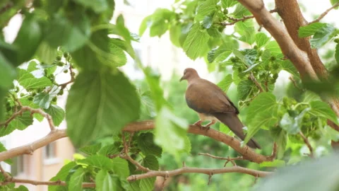 Dove Stock-Footage 130681939