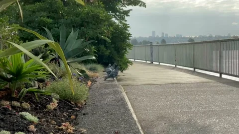 Dove Stock Footage 138474817