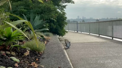 Dove Stock Footage 138474818