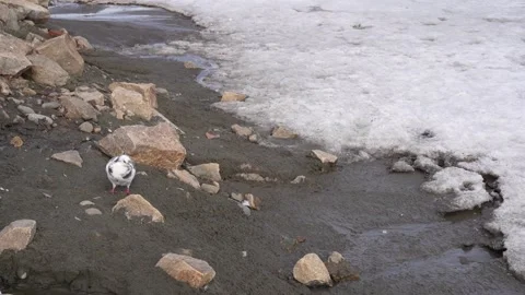 Dove Stock Footage 173406896