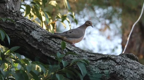 Dove Stock Footage 212240053