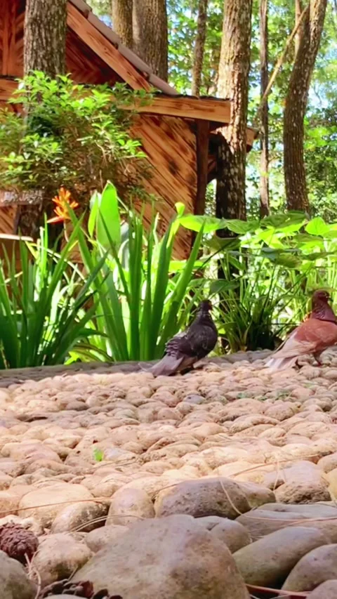 Dove Video stock 227046735