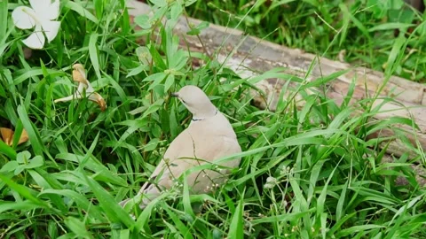 Dove foraging in the grass. 스톡 동영상 198329798