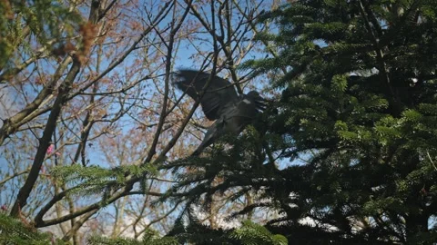 Dove Glides Past Pine Tree Twigs Gently 動画素材 335950386