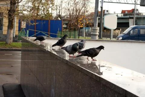 Dove on granite parapet 写真素材