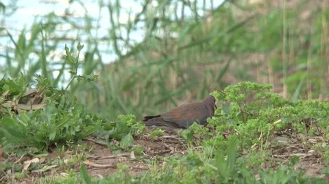 Dove in the grass Stock Footage 45603816
