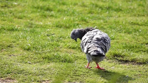 Dove on the grass Stock Footage 117791181