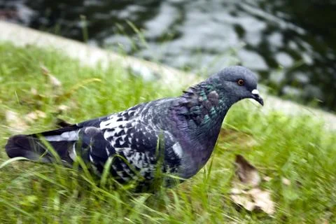 Dove in the grass Stock Photos