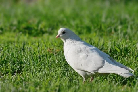 Dove on the grass Stock Photos