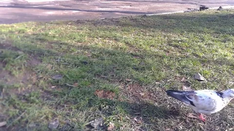 Dove on the green Vídeos de archivo 83487202